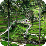 ubud